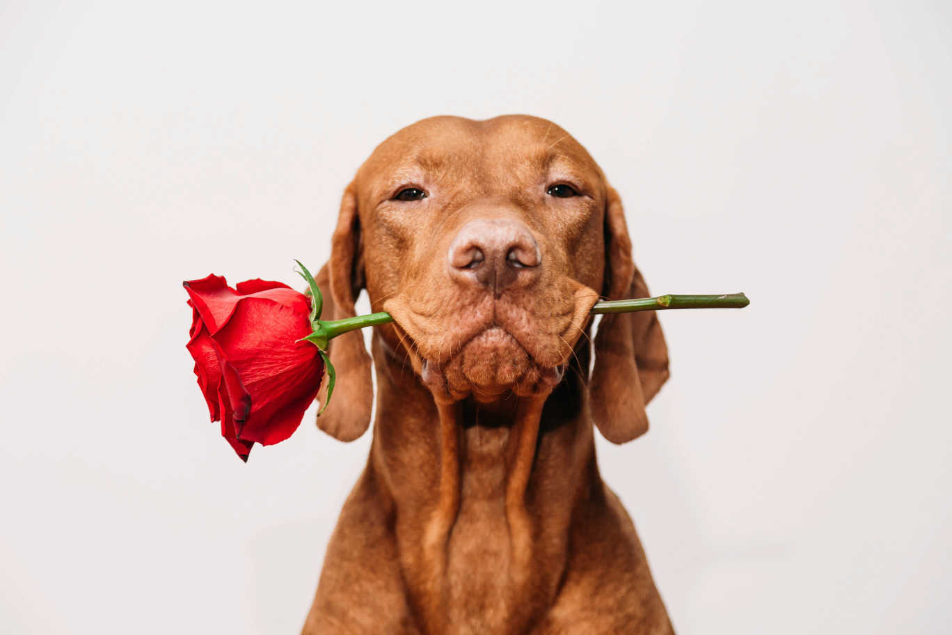 Read more about the article Valentine’s Day, endings and the quiet side of connection