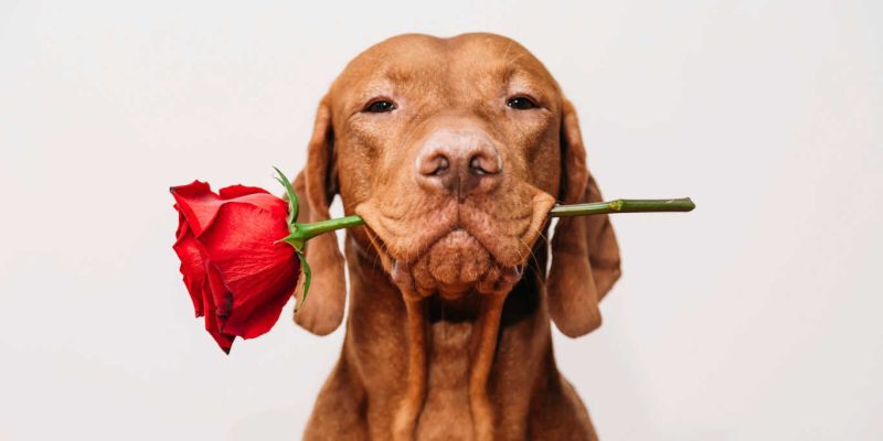 valentines day
